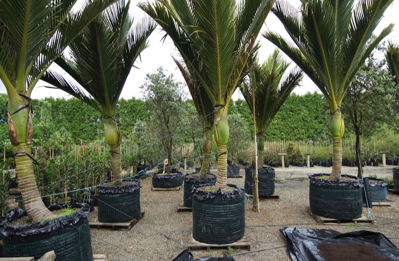 Large containerised Nikau in our nursery.